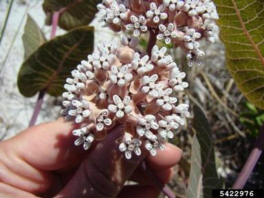 pinewoods milkweed, Asclepias humistrata  (Gentianales: Asclepiadaceae) - 5422976