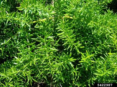 Sprenger's asparagus fern, Asparagus aethiopicus  (Liliales: Liliaceae) - 5422987