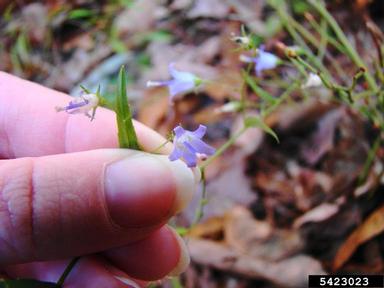 small bonny bellflower, Campanula divaricata  (Campanulales: Campanulaceae) - 5423023