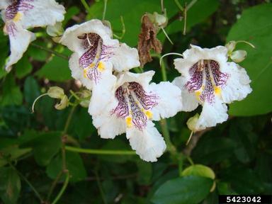 southern catalpa, Catalpa bignonioides  (Scrophulariales: Bignoniaceae) - 5423042