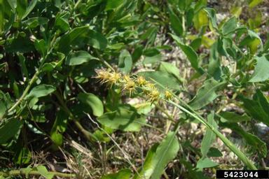 southern sandbur, Cenchrus echinatus  (Cyperales: Poaceae) - 5423044