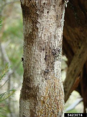 white fringetree, Chionanthus virginicus  (Scrophulariales: Oleaceae) - 5423074