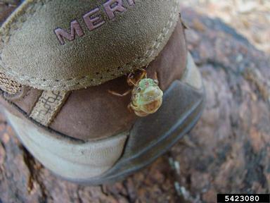 cicadas,    (Hemiptera: Cicadidae) - 5423080