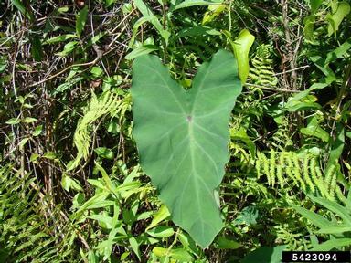 coco yam, wild taro, Colocasia esculenta  (Arales: Araceae) - 5423094