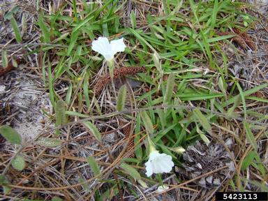 field bindweed, Convolvulus arvensis  (Solanales: Convolvulaceae) - 5423113