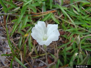 field bindweed, Convolvulus arvensis  (Solanales: Convolvulaceae) - 5423114