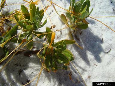 field dodder, Cuscuta pentagona  (Solanales: Cuscutaceae) - 5423133