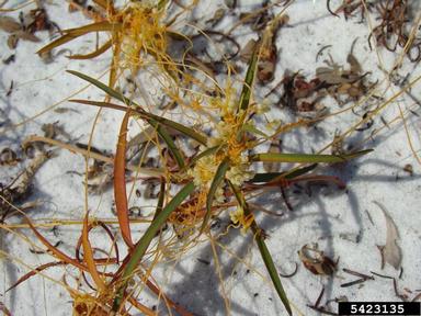 field dodder (Cuscuta pentagona ) on Greater Florida spurge (Euphorbia floridana ) - 5423135