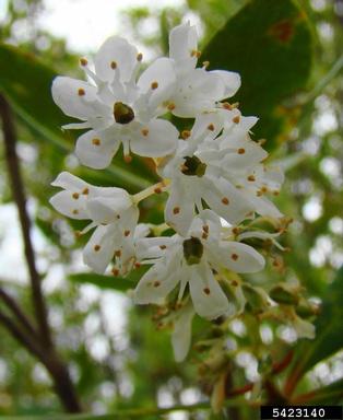 swamp titi, Cyrilla racemiflora  (Ericales: Cyrillaceae) - 5423140