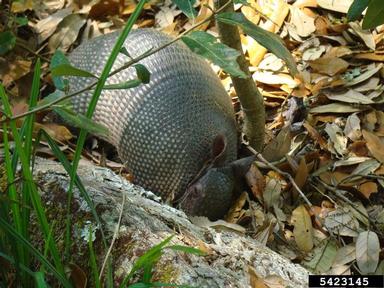nine-banded armadillo, Dasypus novemcinctus  (Xenarthra: Dasypodidae) - 5423145