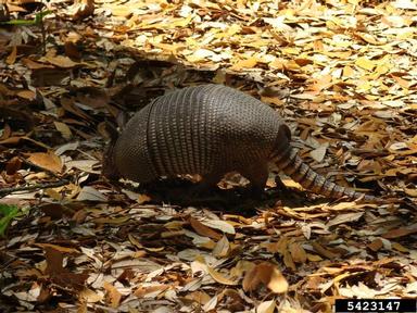 nine-banded armadillo, Dasypus novemcinctus  (Xenarthra: Dasypodidae) - 5423147