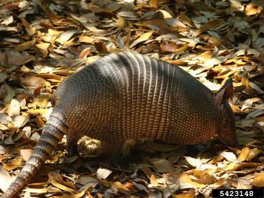 nine-banded armadillo, Dasypus novemcinctus  (Xenarthra: Dasypodidae) - 5423148