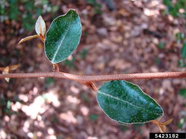 thorny olive, Elaeagnus pungens  (Rhamnales: Elaeagnaceae) - 5423182