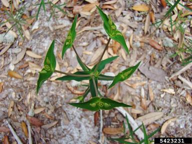 Greater Florida spurge, Euphorbia floridana  (Euphorbiales: Euphorbiaceae) - 5423231