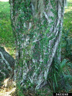 climbingfig, Ficus pumila  (Urticales: Moraceae) - 5423248