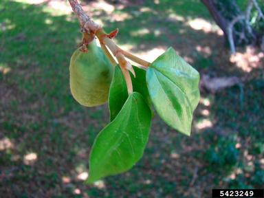 climbingfig, Ficus pumila  (Urticales: Moraceae) - 5423249