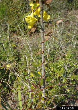 yellow jessamine, Gelsemium sempervirens  (Gentianales: Loganiaceae) - 5423259
