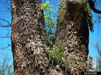 Carolina geranium (Geranium carolinianum ) on pecan (Carya illinoinensis ) - 5423268