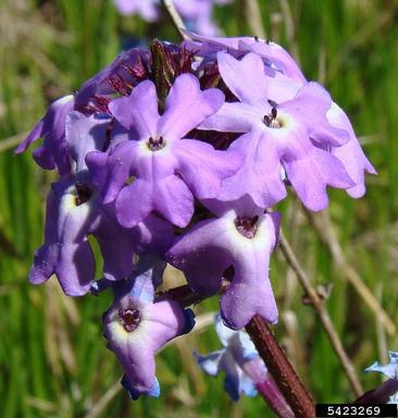 moss vervain, Glandularia pulchella  (Lamiales: Verbenaceae) - 5423269