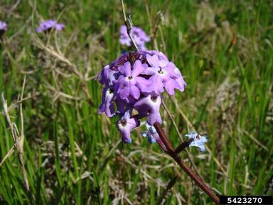 moss vervain, Glandularia pulchella  (Lamiales: Verbenaceae) - 5423270
