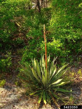 beargrass, Yucca filamentosa  (Liliales: Agavaceae) - 5423350