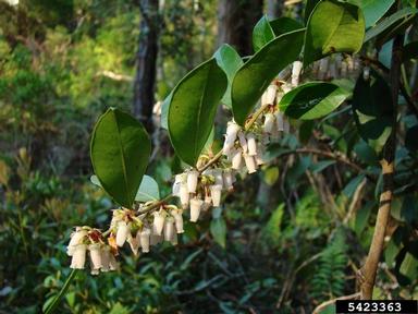 fetterbush lyonia, Lyonia lucida  (Ericales: Ericaceae) - 5423363