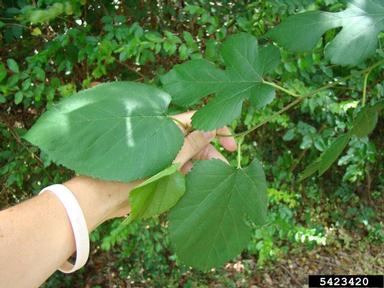 white mulberry, Morus alba  (Urticales: Moraceae) - 5423420