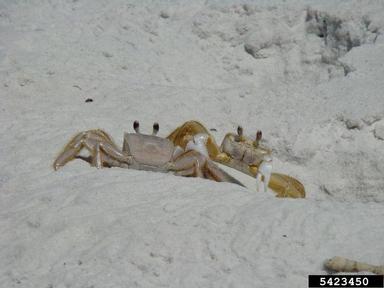Atlantic ghost crab, Ocypode quadrata  (Decapoda: Ocypodidae) - 5423450