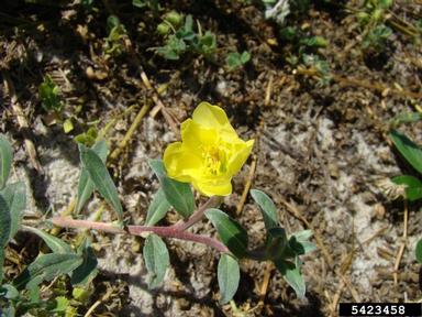 seabeach evening primrose, Oenothera humifusa  (Myrtales: Onagraceae) - 5423458