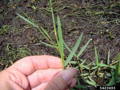 torpedograss, Panicum repens  (Cyperales: Poaceae) - 5423493