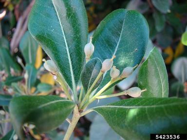 Japanese cheesewood, Pittosporum tobira  (Rosales: Pittosporaceae) - 5423536