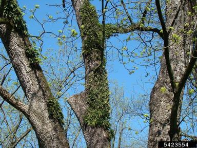 resurrection fern (Pleopeltis polypodioides ssp. michauxiana) on pecan (Carya illinoinensis ) - 5423554