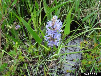 pickerelweed, Pontederia cordata  (Liliales: Pontederiaceae) - 5423569