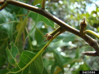 turkey oak, Quercus laevis  (Fagales: Fagaceae) - 5423586
