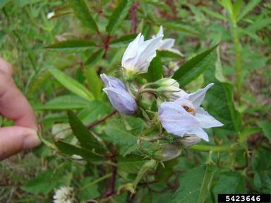 robust horsenettle, Solanum dimidiatum  (Solanales: Solanaceae) - 5423646