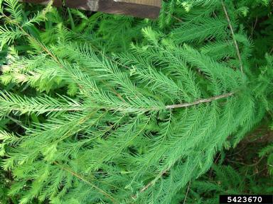 baldcypress, Taxodium distichum  (Pinales: Taxodiaceae) - 5423670