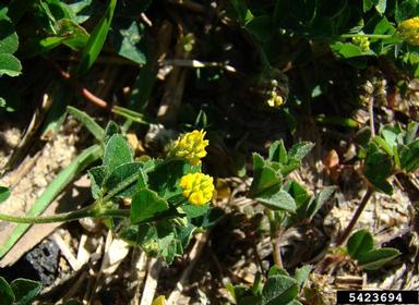 large hop clover, Trifolium campestre  (Fabales: Fabaceae (Leguminosae)) - 5423694