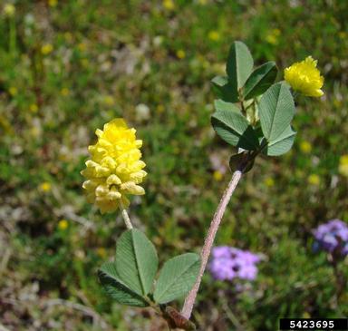 large hop clover, Trifolium campestre  (Fabales: Fabaceae (Leguminosae)) - 5423695