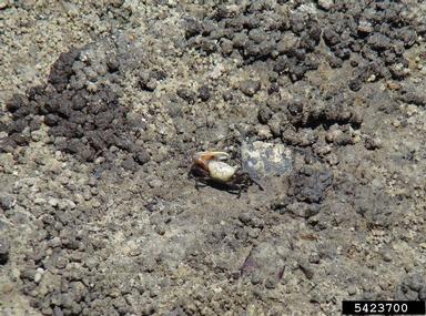Atlantic sand fiddler, Uca pugilator  (Decapoda: Ocypodidae) - 5423700