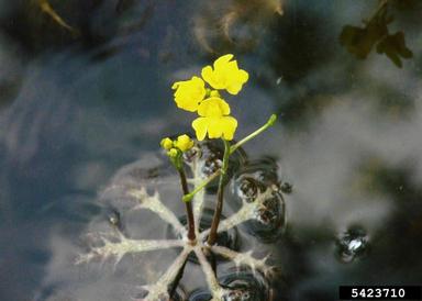 floating bladderwort, Utricularia inflata  (Scrophulariales: Lentibulariaceae) - 5423710