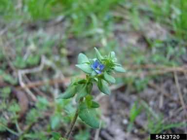 corn speedwell, Veronica arvensis  (Scrophulariales: Scrophulariaceae) - 5423720