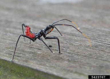 wheel bug, Arilus cristatus  (Hemiptera: Reduviidae) - 5423767