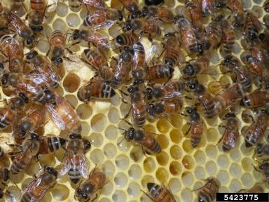 honey bee, Apis mellifera  (Hymenoptera: Apidae) - 5423775