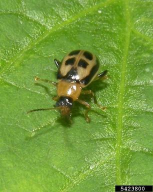 bean leaf beetle (Cerotoma trifurcata ) on soybean (Glycine max ) - 5423800