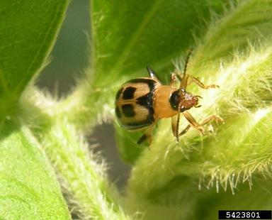 bean leaf beetle (Cerotoma trifurcata ) on soybean (Glycine max ) - 5423801
