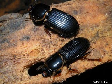 horned passalus, Odontotaenius disjunctus  (Coleoptera: Passalidae) - 5423819