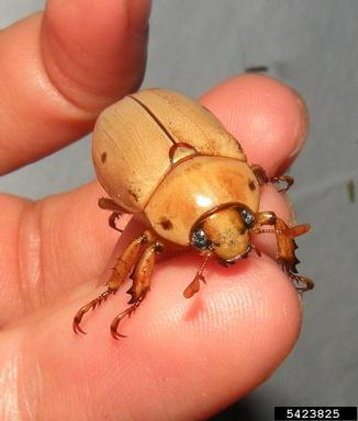 grapevine beetle, Pelidnota punctata  (Coleoptera: Scarabaeidae) - 5423825