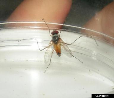 Tachinid fly, Cholomyia inaequipes  (Diptera: Tachinidae) - 5423835