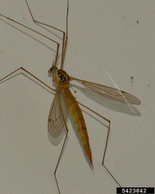 crane flies, Nephrotoma spp.  (Diptera: Tipulidae) - 5423842