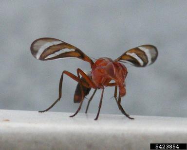 picture-winged fly, Trioxa incurva  (Diptera: Ulidiidae) - 5423854